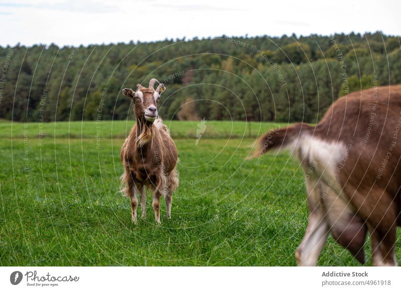 Thuringian goat grazing near herd thuringian goat graze pasture grass chew countryside domestic animal summer field herbivore fauna cattle agriculture livestock