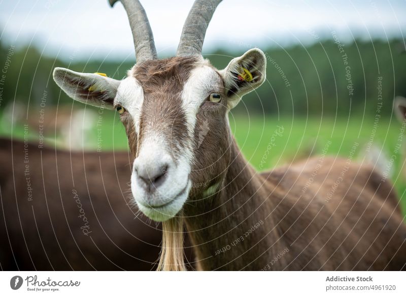 Thuringian goat grazing near herd thuringian goat graze pasture grass chew countryside domestic animal summer field herbivore fauna cattle agriculture livestock