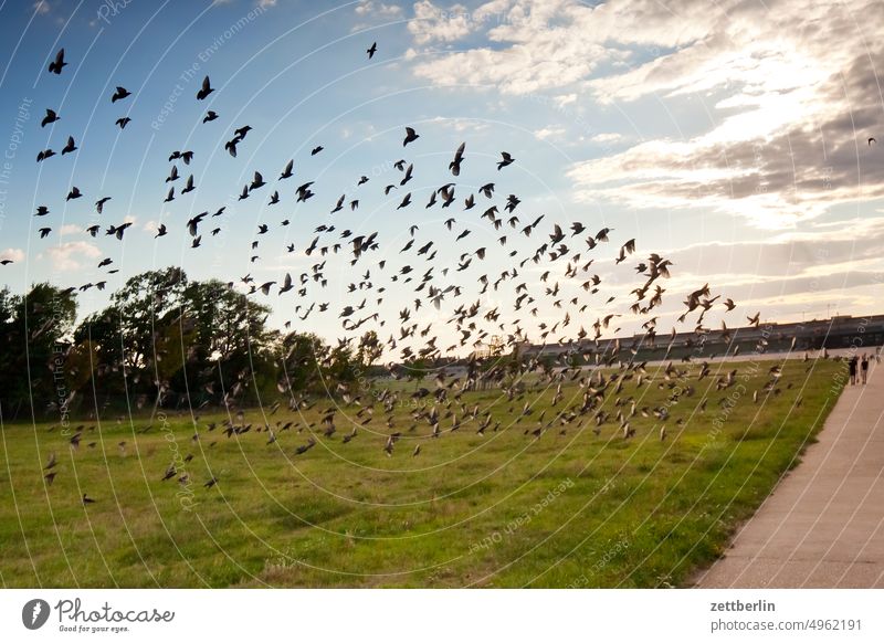 Starlings over Tempelhofer Feld Berlin Far-off places Trajectory Airport Airfield Freedom Sky Horizon Deserted taxiway Flock Skyline Summer Mirror image