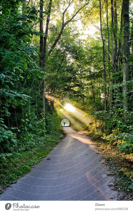 ..into the light! Cycling 1 Human being Environment Nature Landscape Sunrise Sunset Sunlight Summer Beautiful weather Tree Forest Fresh Sustainability Natural