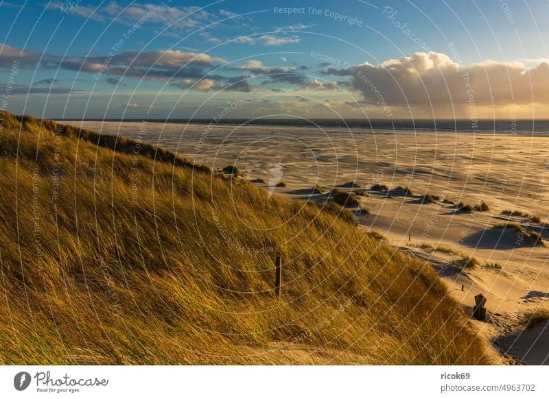 Landscape with dunes on North Sea island Amrum duene Island coast Beach North Frisian Island Ocean North Sea coast destination Schleswig-Holstein vacation