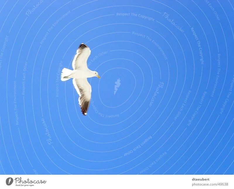 boundless Seagull White Peace Black Animal Bird Infinity Blue Nature Sky Flying Freedom