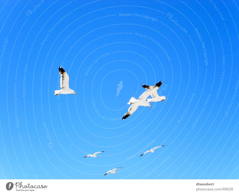 Seagull Party White Peace Black Animal Bird Infinity Summer Blue Nature Sky Flying Freedom
