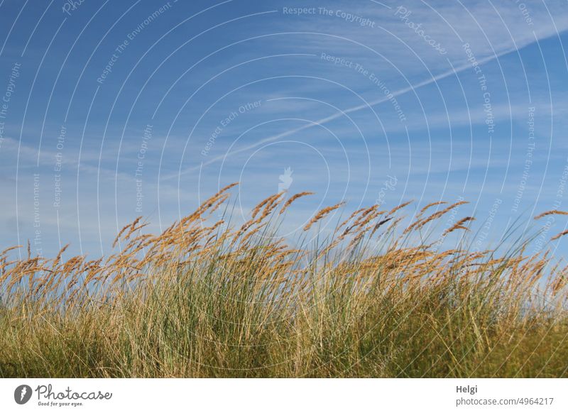 gentle breeze - dune grass in the wind against blue sky with discreet clouds Grass Marram grass Island North Sea Islands Borkum Sky Clouds Beautiful weather