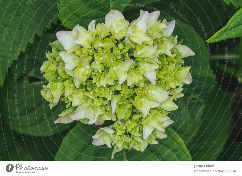 Chinese snowball hydrangea during summer vibrant color chinese snowball flowers blossom leaf day multi colored background perennial macro natural condition
