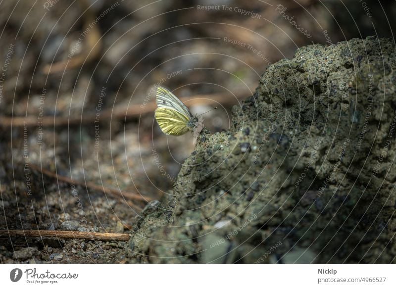 Cabbage White Butterfly, Pieris rapae