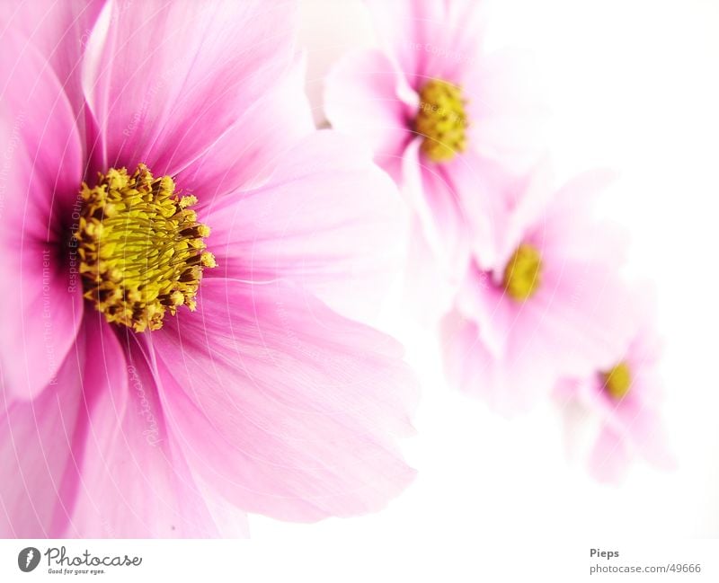 Four pink cosmea flowers on white background Neutral Background pretty Summer Nature Plant Flower Blossom Blossoming Pink Happiness 4 Cosmos focus gradient
