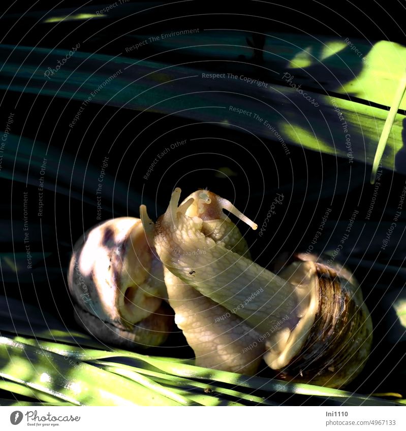 Love game of the snails Nature Experiencing nature Snail shell Animal Crumpet 2 animals escargot Light Light and shadow Shadow play mating mood Mating Phase