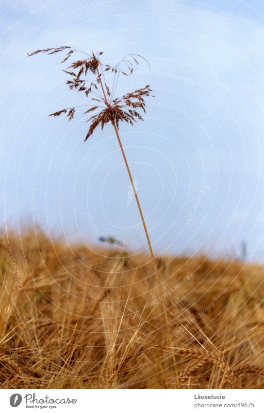 high up Autumn Field Grass Light blue Blade of grass Large Grain Sky