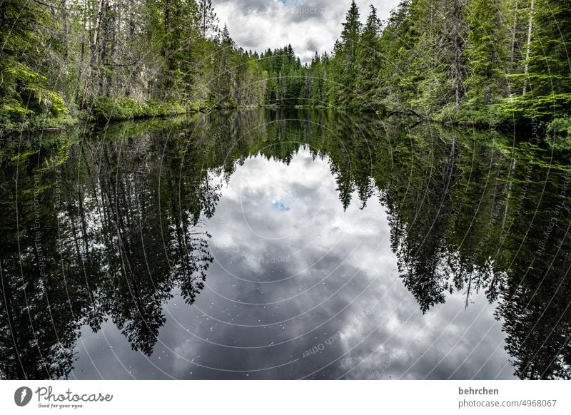 The lake rests still North America Water Plant Nature Lake Canada Forest Far-off places Landscape Wanderlust British Columbia Adventure reflection trees