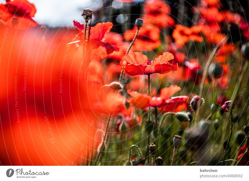 birthday flowers:) Fragrance Blossom blossom Nature fragrant Field Wild plant Green Plant Light Agricultural crop pollen Contrast grasses Pollen poppies