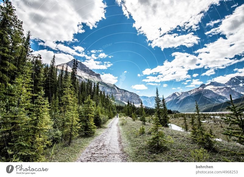 again and again canada trees Rocky Mountains Wanderlust Forest Far-off places Nature Canada Landscape North America