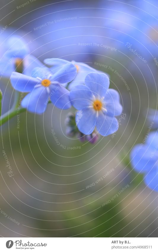 little blue flower Small Fine Delicate Forget-me-not little flowers Blue Wonder Plant Flower Garden flower language Yellow Affection language of flowers Memory