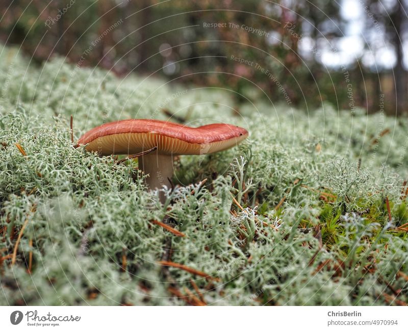 Mushroom in moss Nature Autumn Forest Exterior shot Colour photo Close-up Deserted Growth Environment Moss Green Mushroom cap Woodground Brown Earth