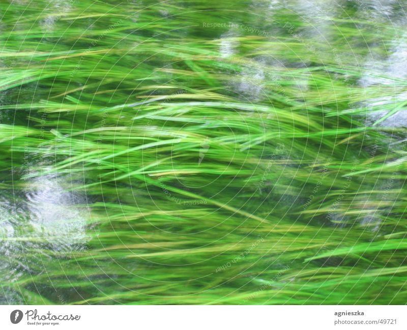 everything flows Green Grass Grass green Seaweed Flow Brook Overgrown Long exposure Water hardworking water River Movement fresh green wet grass outside Masuria