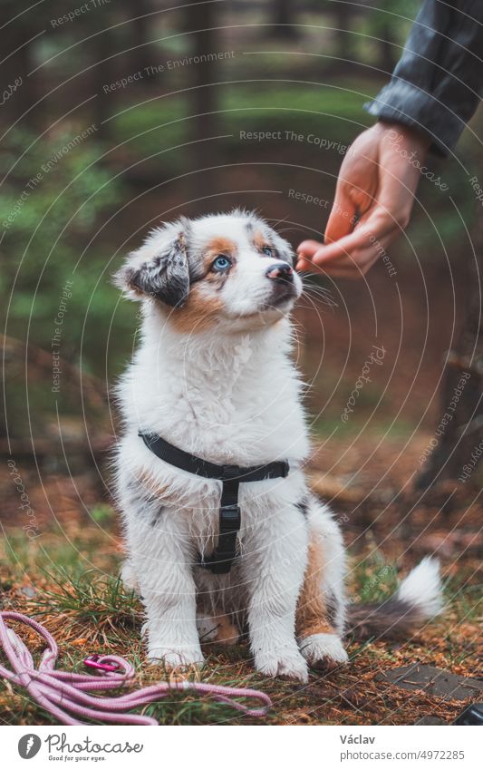 cute Australian Shepherd puppy sits obediently next to his master and looks up to him waiting for a treat. The forest is illuminated by the rays of sunset light. Good friends