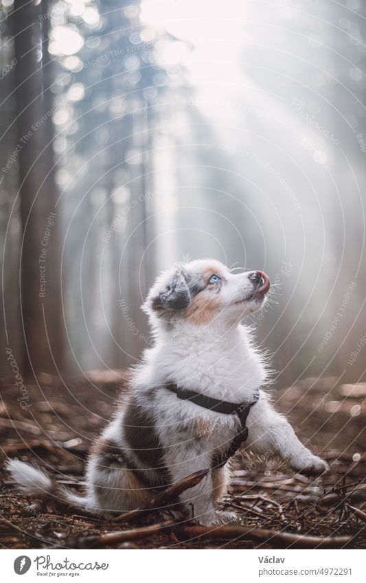 Cute Australian Shepherd puppy sits obediently next to her master, looking up to her, licking her muzzle and waiting for a treat. The forest is illuminated by the rays of sunrise light. Good friends