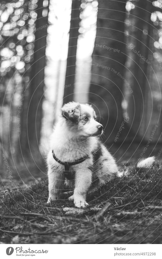 Black and white adorable Blue merle puppy, Australian Shepherd discovering new smells in a beautiful forest. Colorful shaggy dog puppy in the morning forest