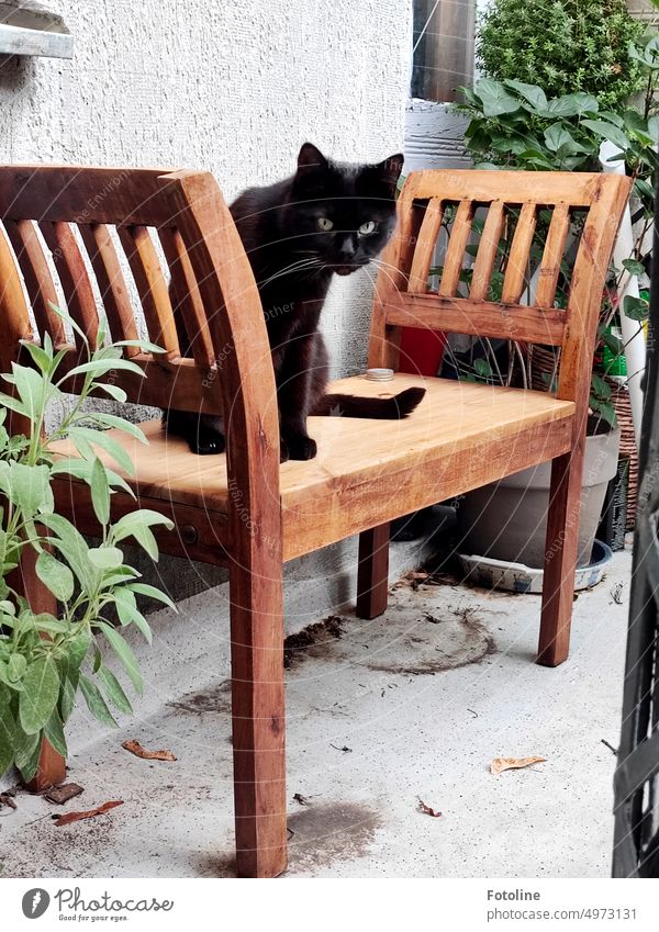 "What are you looking at so funny? You'd better clean the litter box, cook me a tasty meal and fill up with clear, 10.5 degree cool water!" says the look of this black cat on the wooden bench on a balcony of a Berlin apartment.