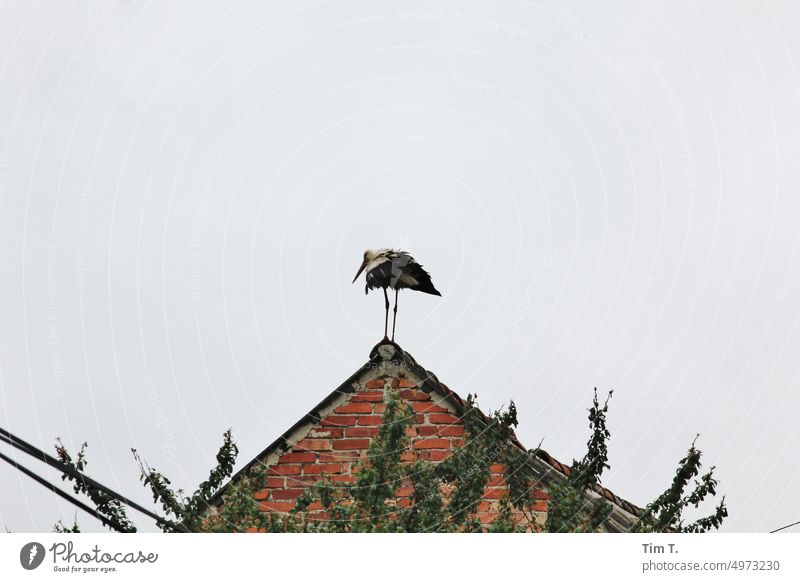 a disheveled stork stands on a gable Stork Village Colour photo Bird Animal Sky Exterior shot Nature Day Deserted White Stork Wild animal Beak Environment