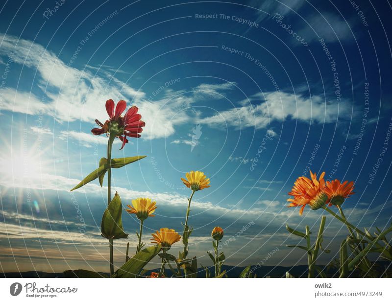 Morning Meeting flowers blossom Ambitious Growth Plant Blossom Blossoming Flower Stalk stalks Exterior shot Close-up Colour photo Flash photo Vantage point Sky