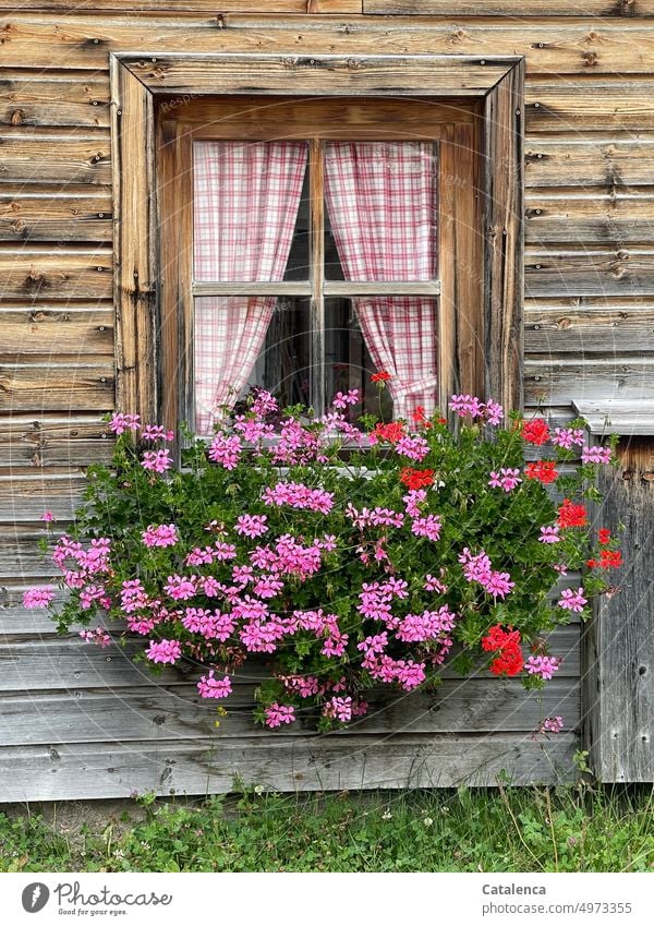 idyllic House (Residential Structure) Log home Wood Window windowsill Facade Living or residing Drape Curtain Decoration Window box Geraniums Flower Blossom
