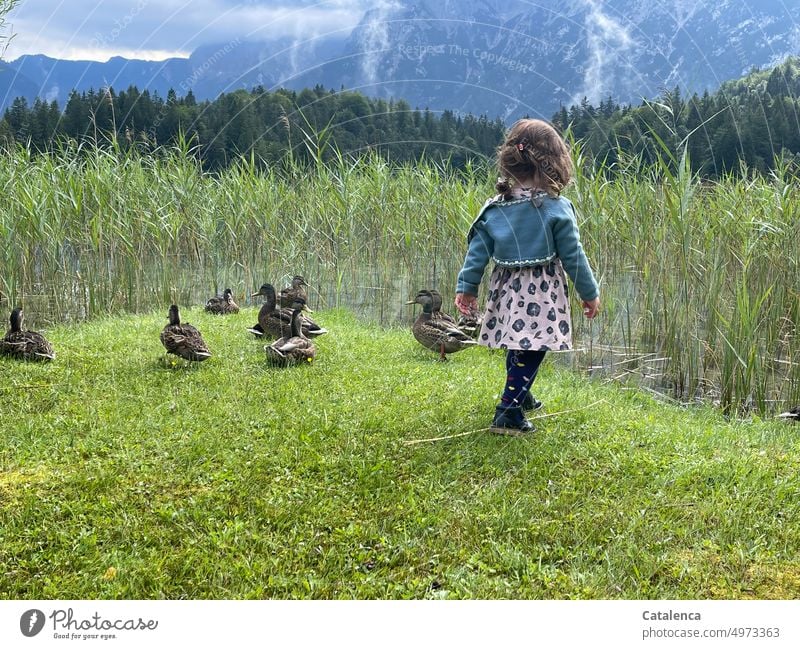 Little girl with ducks at the lake Nature Landscape Lake mountains Alps Mountain Sky Water Lakeside Environment Relaxation Calm Juncus reed Forest Clouds Meadow