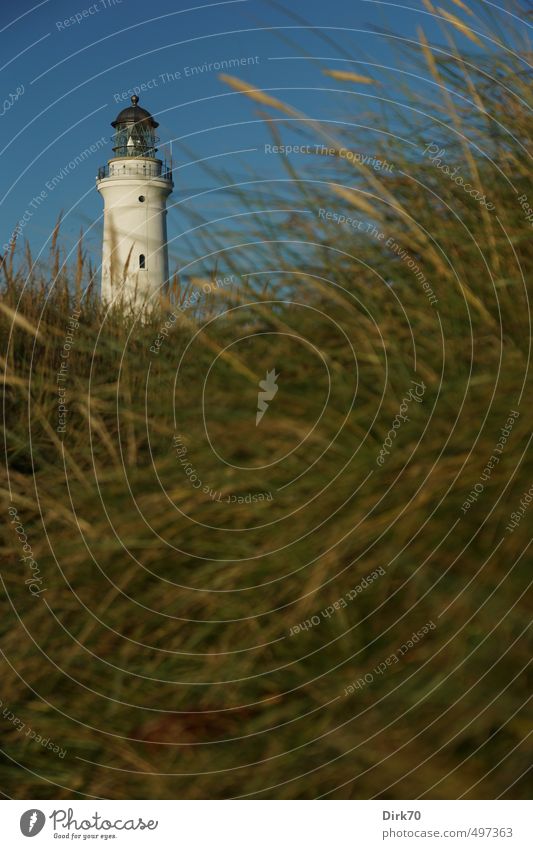 Hirtshals Fyr in the dunes Vacation & Travel Summer vacation Cloudless sky Beautiful weather Plant Grass marram grass Meadow Coast North Sea Beach dune