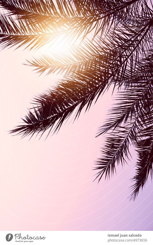 Big summer sale background with palm Royalty Free Vector