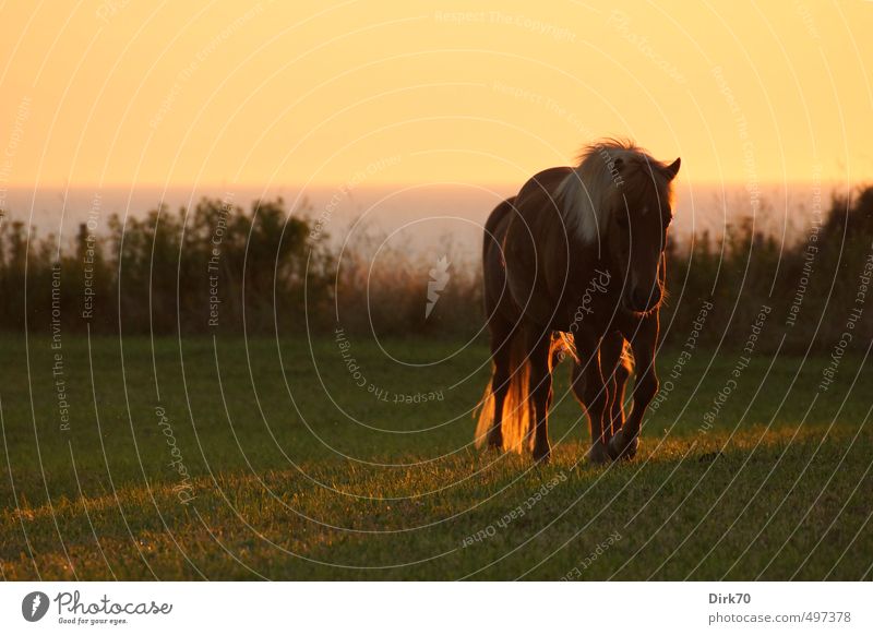 In the gentle step towards home ... Equestrian sports Ride Cloudless sky Sunrise Sunset Sunlight Summer Beautiful weather Grass Bushes Meadow Coast North Sea