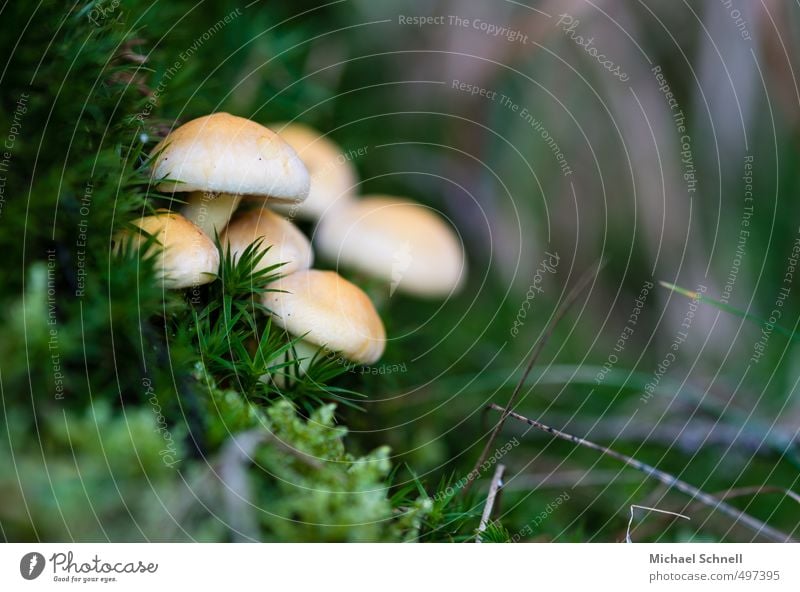 group mushroom Environment Summer Mushroom Forest Edge of the forest Esthetic Together Serene Calm Attachment Colour photo Exterior shot Day