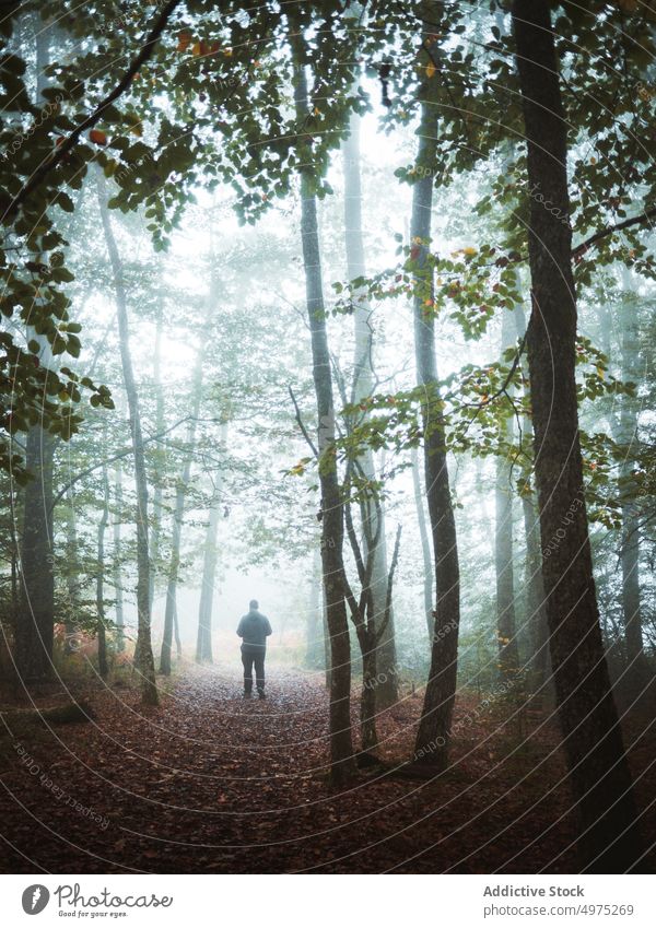 Unrecognizable person ina a foggy pathway. forest nature green environment landscape sun tree season park road scenic leaf light mist woods foliage autumn