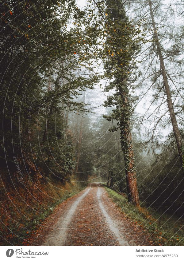 Pathway in the foggy Otzarreta in Gorbea, Bizkaia, Spain forest nature path green environment landscape sun tree season park road scenic leaf light mist woods