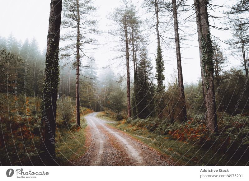 Pathway in the foggy Otzarreta in Gorbea, Bizkaia, Spain forest nature path green environment landscape sun tree season park road scenic leaf light mist woods