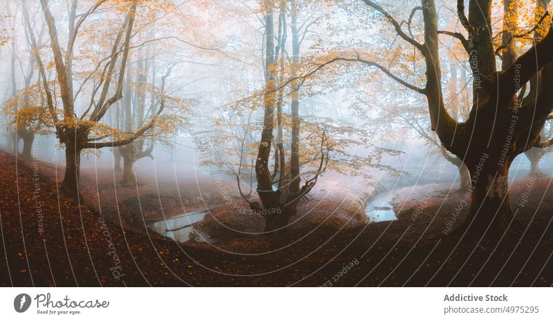 Pathway in the foggy Otzarreta in Gorbea, Bizkaia, Spain forest nature path green environment landscape sun tree season park road scenic leaf light mist woods