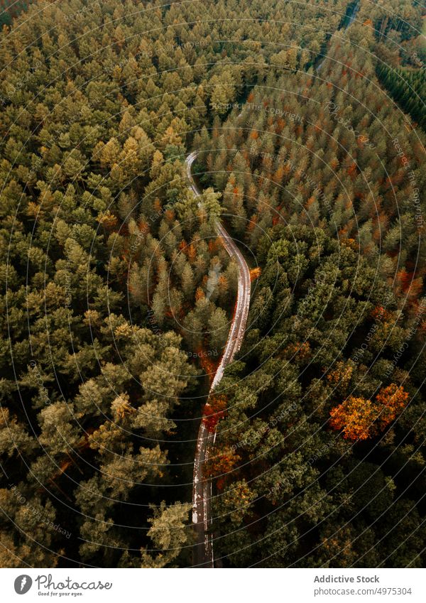 Drone view of road in Otzarreta forest in Gorbea, Bizkaia fog nature path green environment landscape sun tree season park scenic leaf light mist woods foliage