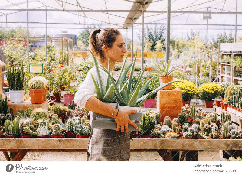 Young woman with succulent plants working in glasshouse greenhouse flower cactus grow garden cultivate tray workplace orangery small business female young