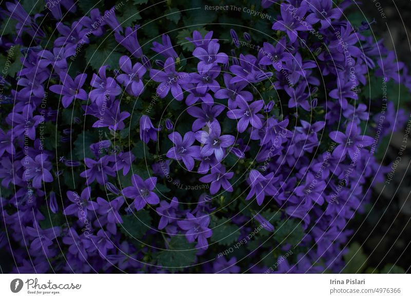 Purple flowers of Dalmatian bellflower or Adria bellflower or Wall bellflower (Campanula portenschlagiana) blooming on blurred background garden. lilac Campanulaabundance, adria bellflower, background, beautiful, beauty, bed, bell, bellflower, bloom, bloom