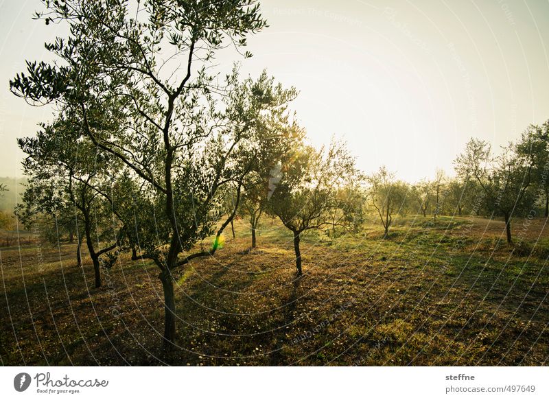 Olive tree, Siena, October, morning Sunrise Sunset Sunlight Summer Autumn Beautiful weather Tree Tuscany Olive harvest Dawn Back-light Colour photo