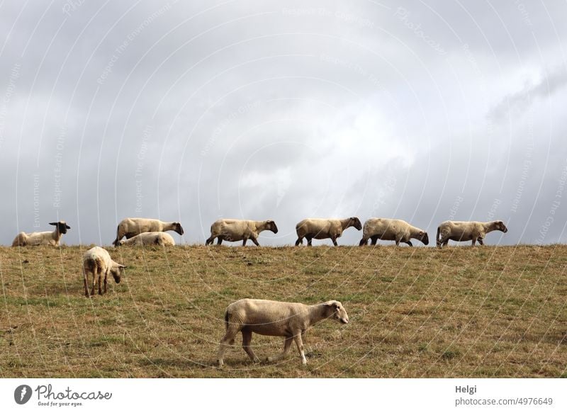 Sheepwalk - sheep walking on dike against cloudy sky Flock Dike dyke protection Grass Sky Clouds Animal Many Meadow Nature Farm animal Landscape Exterior shot