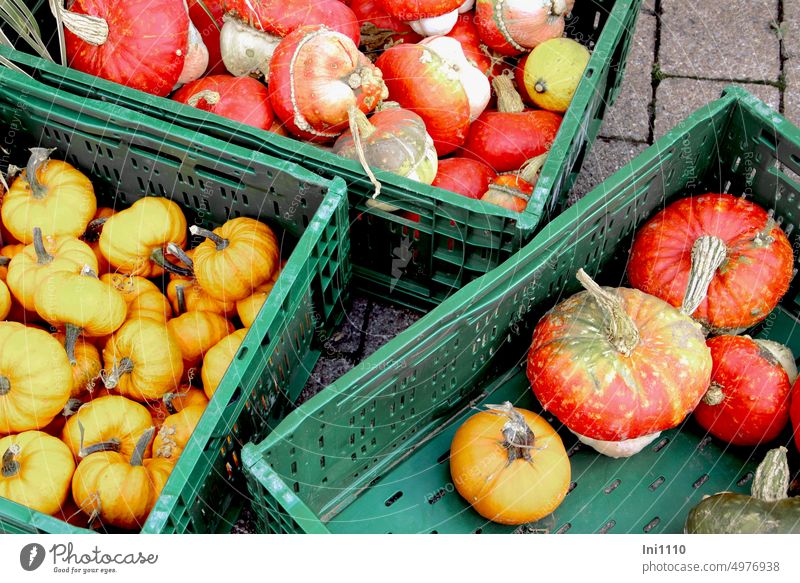 pumpkins Autumn Farmer's market Pumpkin Vegetable Fruit Vegetables Selection Pumpkin varieties bishop's mitre Jack be little Mini pumpkin Tangerine squash