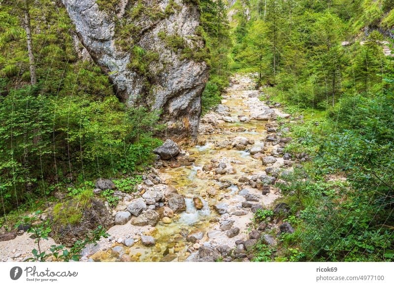 The Almbach Gorge in Berchtesgadener Land Almbachklamm Alps mountain Berchtesgaden Country Bavaria Valley clammy Brook Rock Grass Landscape Nature Summer Green