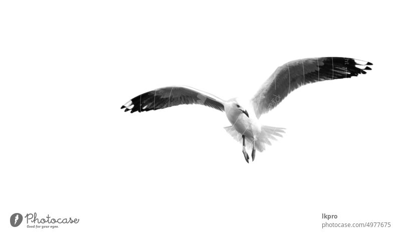 a white free seagull flying in the clear sky isolated bird nature animal blue flight wildlife birds background wing feather beautiful freedom ocean air