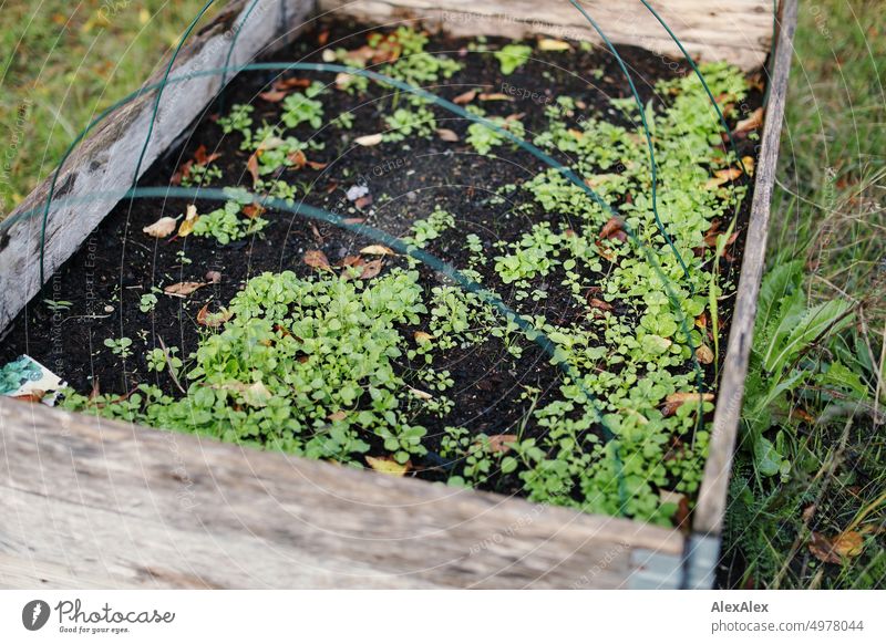 Flat raised bed made of wooden boards with small green herbs and autumn leaves Garden Bed (Horticulture) Food spices plants foliage Autumn Wood Wooden boards