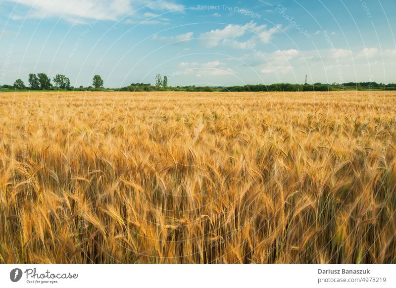 A golden field of barley and blue sky farm yellow agriculture summer growth wheat bread plant grain nature land seed sunny background landscape ripe harvest