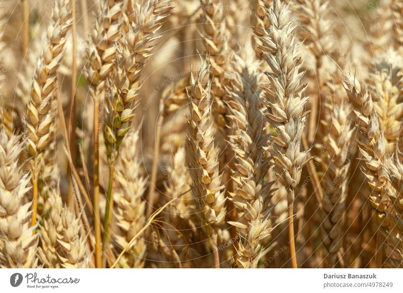Close-up wheat ears on a sunny day field nature background summer cereal yellow agriculture plant harvest crop bread ripe grain growth sunlight seed food season