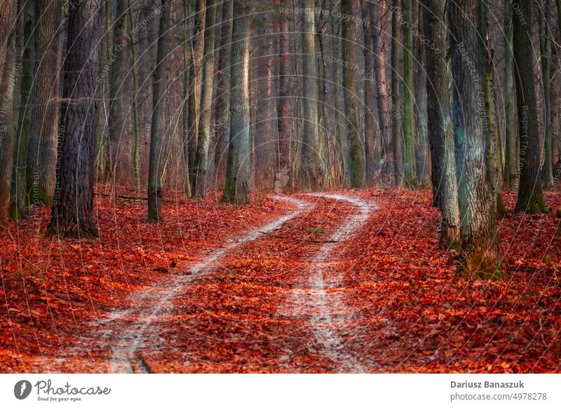 A snow-covered road through the forest and fallen leaves leaf tree nature wood autumn landscape season winter path cold foliage snowy frost park white
