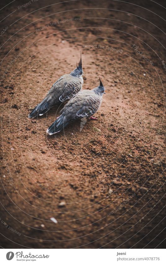 Friendship | two birds close together cockatiel Couple Gray in common Love interconnected Family Partner Relationship fellowship Feeling of togetherness Trust