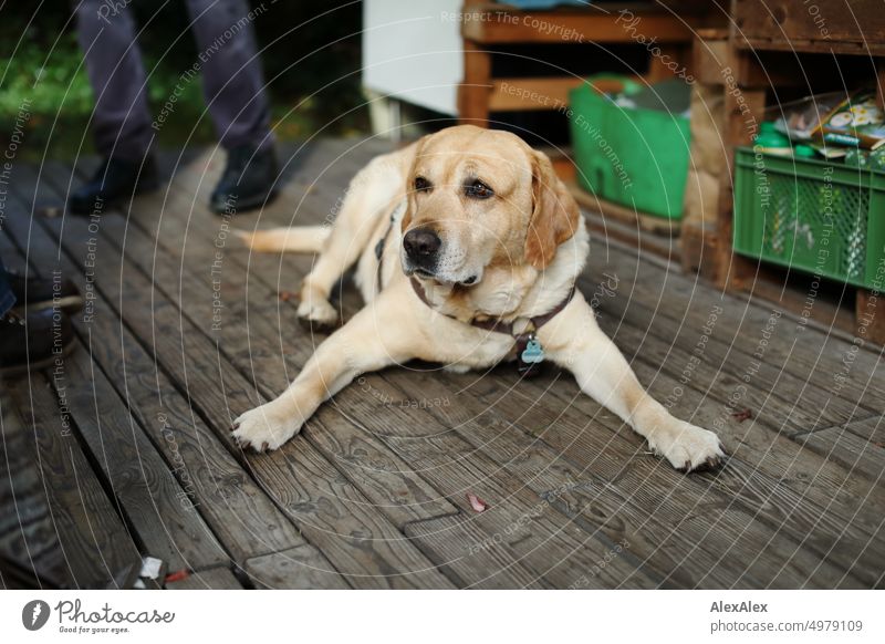 2600 | Blond Labrador on the porch of a garden shed Dog Pet Blonde blond Labrador yellow Labrador The Best Dog in the World Veranda Terrace Wood boards