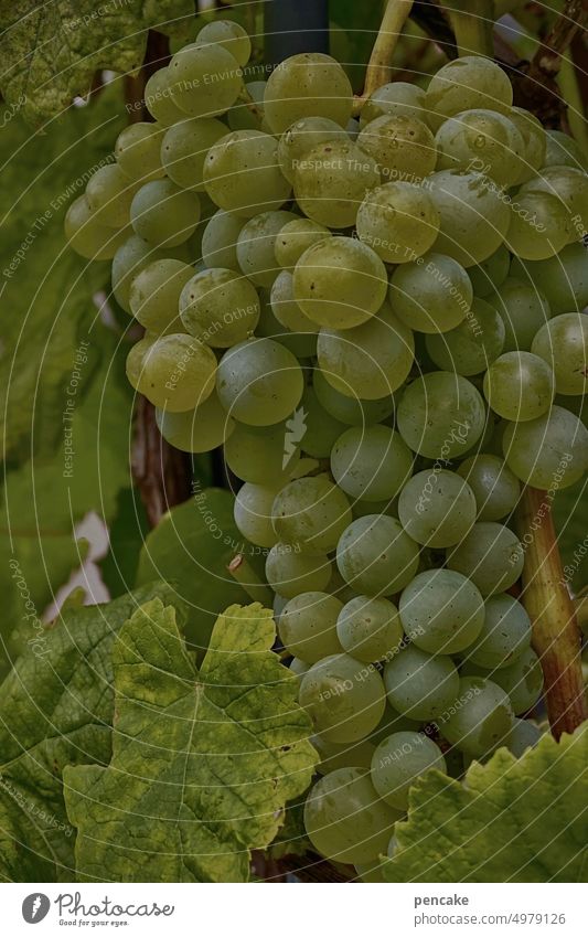 night life | sleeping grapes Vine structure Close-up Dark Sleep macro tranquillity Detail fruit Grape harvest White Wine growing Winery Vineyard Autumn